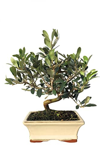 DECOALIVE Olivo Bonsái para Decorar la Casa Árbol Natural
