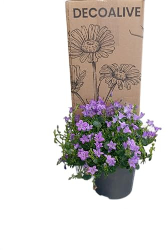 Campanula Natural de Jardín con Flores Naturales y Duraderas