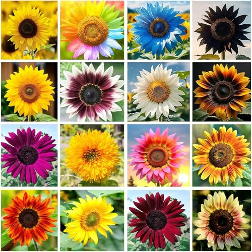 Oltre 1.000 girasoli misti, petali vivaci completamente estesi, creano un vivace effetto ornamento dinamico.