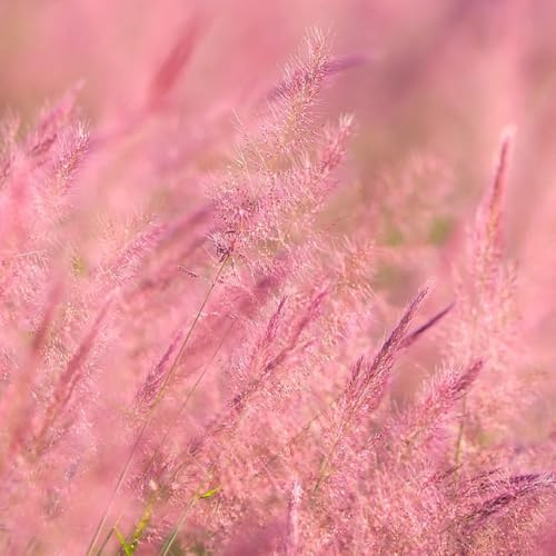 Semillas de pastos ornamentales, Muhlenbergia capillaris, ornamentales resistentes para macetas. resistentes para el jardín 300pcs
