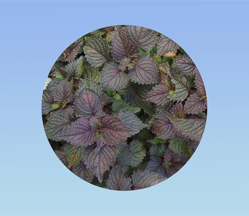20 graines shiso rouge/violet pourple - perilla - persil japonnais - cuisine japonnaise - plante aromatique
