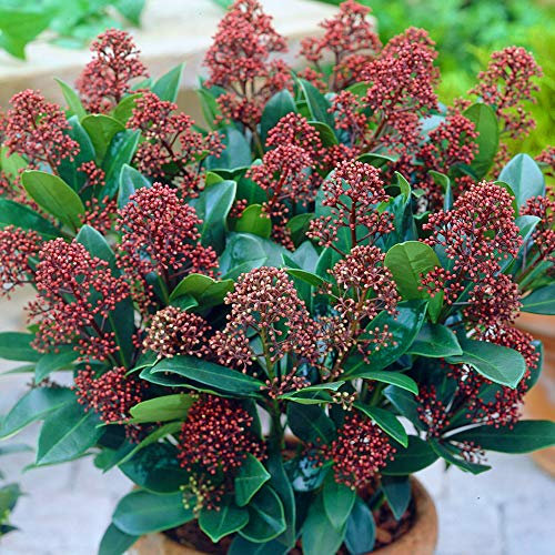 Skimmia japonica Rubella | Magnifique arbuste à fleurs persistant en pot.