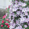 bulbi di piante di clematide - fiori perenni resistenti balcone rampicanti perenni decorazione da giardino esterni 1pcs