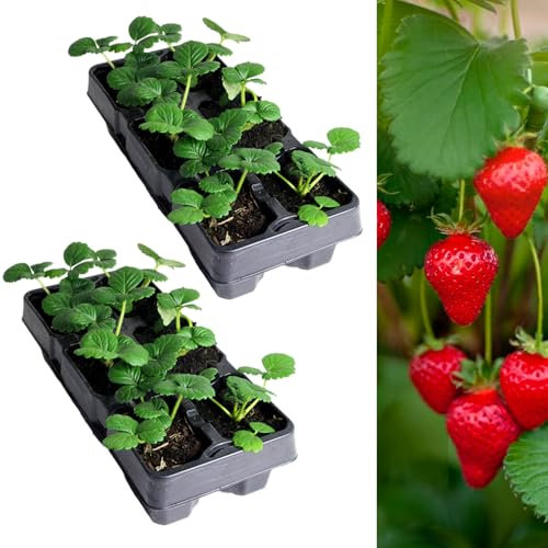 Carbeth Plants Strawberry Cambridge Favourite Fruit Plant 2 x 6 Pack - Hardy Perennial Easy Grow Fragaria Bushes - Tasty Sweet High Yielding Outdoor Garden Fruiting Plants for Beds, Borders or Pots