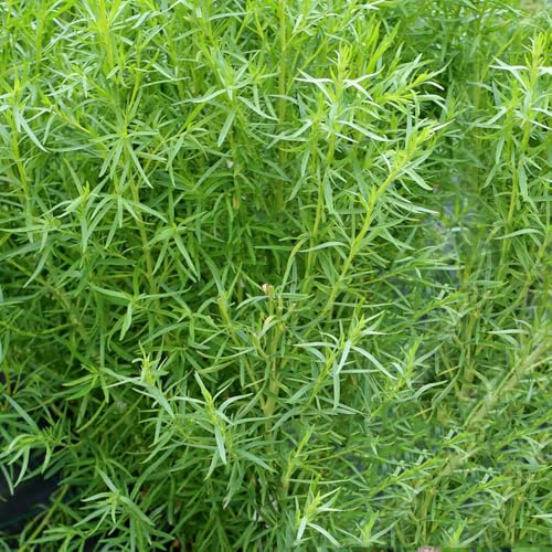 Semi di dragoncello, esotiche sempreverdi resistenti copertura del terreno per giardino di resistenti da giardino 500pcs