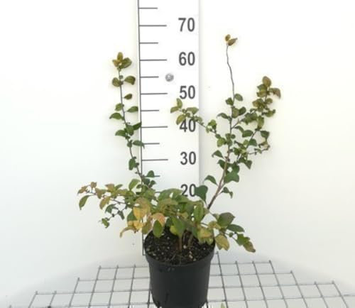 Chaenomeles sup. 'Pink Lady' - Cognassier Du Japon 30-40 cm en pot