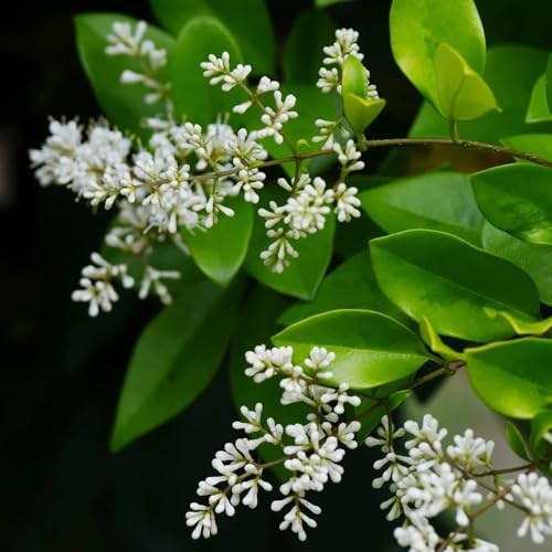 semillas de aligustre - perennes resistentes, variedades antiguas organicas, balcón 150pcs