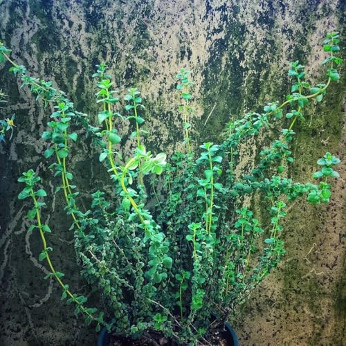 semillas de mejorana organica decorativas, perennes, resistentes de jardin 200pcs