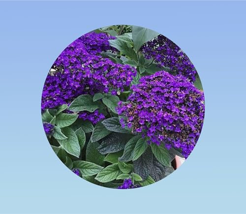 100 graines de HELIOTROPE- Heliotropium arborescens - PLANTE VIVACE odeur VANILLE
