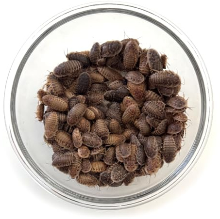[Live] 200 Large Dubia Roaches Feeder Insects – Gut-Loaded, Odor-Free – Perfect for Reptiles, Chickens, Birds, and Exotic Pets