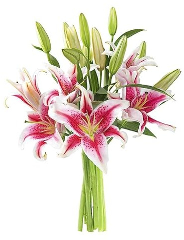 KaBloom - Gentle Sympathy Sentiments Bouquet of 5 Pink stargazer lily Without Vase - Fresh Flowers for Birthday, Valentine's & Mother's Day