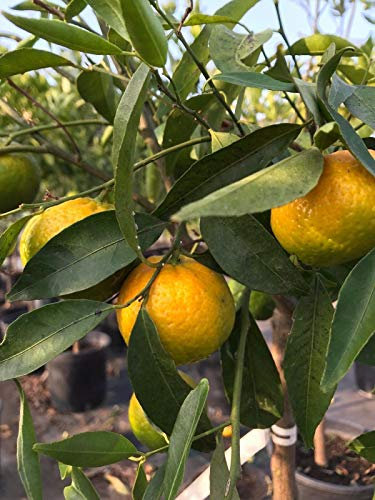 Pianta di mandarino mandarini agrumi di Sicilia in vaso ø22 cm, Made in Italy, Vivaio di Castelletto