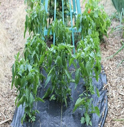 20 graines de plantes de poivrons frais