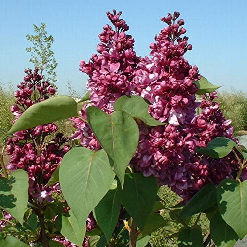 Syringa Vulgaris 'Mrs Edward Harding'- Lilas commun 'Mrs Edward Harding' 40-60 cm en conteneur