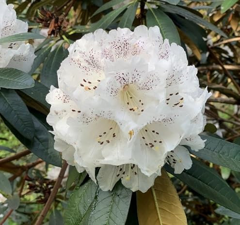 100 graines de fleurs de rhododendron fraîches
