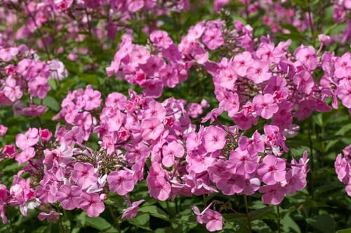 Phlox amplifolia 'Minnehaha' 11x11 cm Topf – Winterhart, Mehrjährig, Pflegeleicht – Hoher Phlox – Staude für Beet & Rabatte