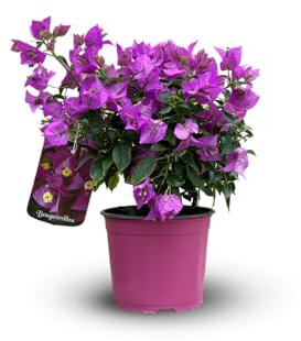 Attitude Jardin - Bougainvillier touffe - plante fleurie - 40-50 cm - ⌀ 17 cm - plante d'extérieur