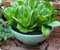 1000 semillas de lechuga Romaine sin OMG polinizadas, orgánicas