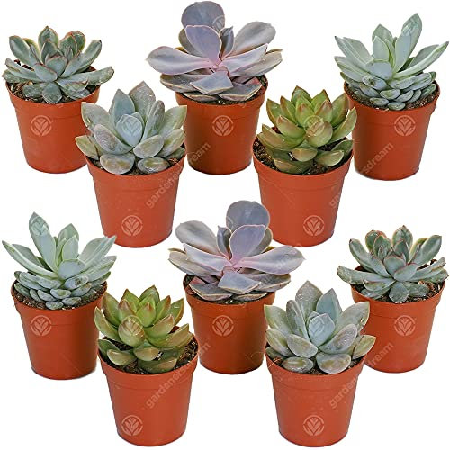 10 X ECHEVERIA SAMMLUNG VON SCHÖNEN PFLEGELEICHTEN SUKKULENTEN Mehrfarbig