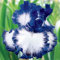 Bulbi Dell'Iride-Iris Bulbi,Iris Bulbi Misti,Bulbi Di Iris,Bulbi Iris,Bulbi Da Fiore Iris,Iris Bulbi Rifiorente,Pianta Perenne-4Bulbi-b
