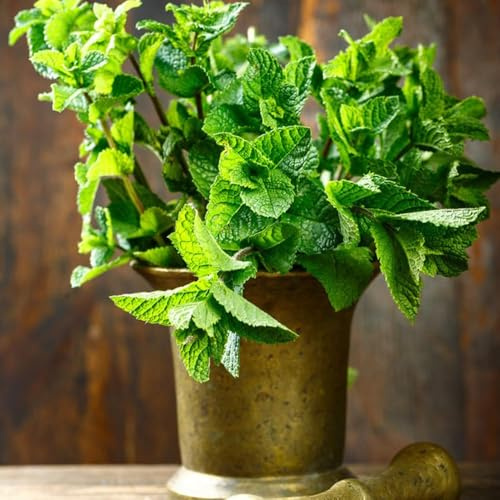 semillas menta semillas exóticas de menta resistentes al invierno para contenedores, de silvestres 250pcs