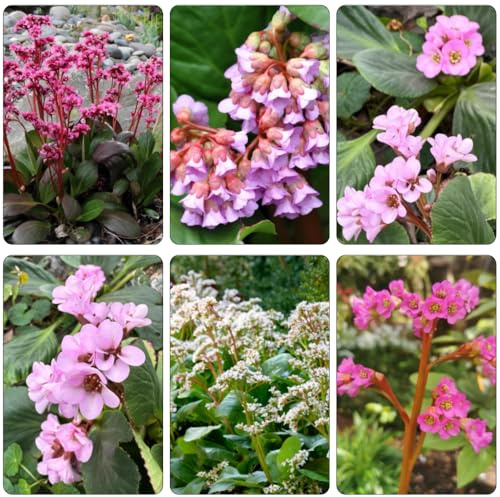 Bergenia semillas de prados de silvestres verano decoración decorativas semillas perennes jardín exóticas interior exóticas prado 400pcs