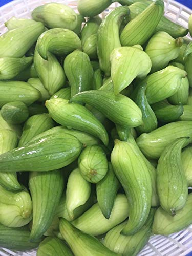 Portal Cool Achocha Potol Fotol (20 Semi) ** ** Rare Caigua 100% Organico. Cetriolo Quechua