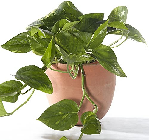 Epipremnum Aureum - Devil's Ivy | Hanging Basket Plant | Tropical Houseplant