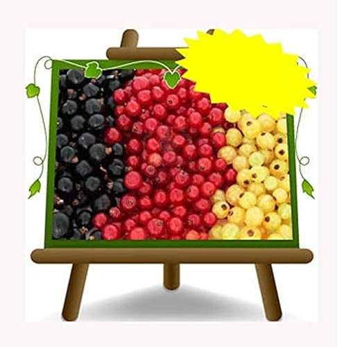 weiße Johannisbeere - Obstpflanze auf Blumentopf 20 - Baum max 80 cm – 2 Jahre Anbau Italien