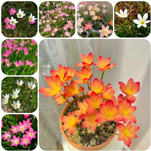 Zephyranthes zwiebeln balkon deko winterfeste pflanzen für kübel winterlinge zwiebeln winterhart mehrjährig balkonpflanzen winterhart pflanztopf zimmerbonsai bonsai blumenzwiebel 5pcs