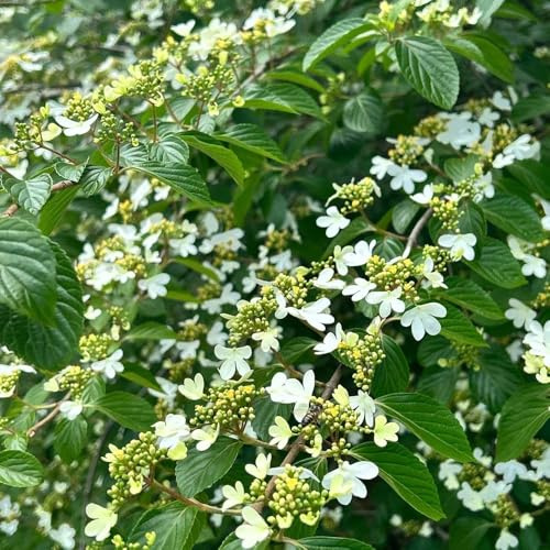 semillas de bolas de nieve invierno - semillas jardin perennes perennes resistentes decorativas resistentes 40pcs