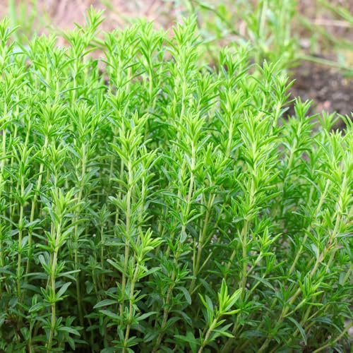 ajedrea - balcones invernaderos de jardín de rocas silvestres, resistentes exteriores jardín raras 600semillas