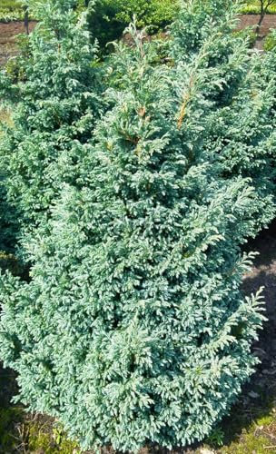 Chamaecyparis pisifera - Ciprés pequeño de plata (20-25 cm, resistente al agua)