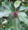Portugiesische Lorbeerkirsche Brenelia 100-125cm - Prunus lusitanica