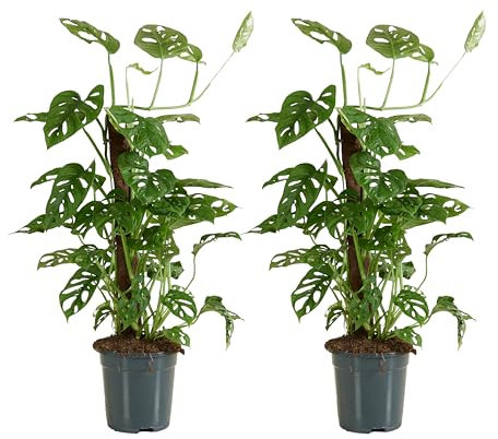 Bloomique - Lot de 2 - Monstera Adansonii avec Bâton de Mousse - Feuille de Singe - Plantes d'intérieur - Purifiant l'air - Facile d'entretien - 70-80 cm de Haut - Pot 17 cm