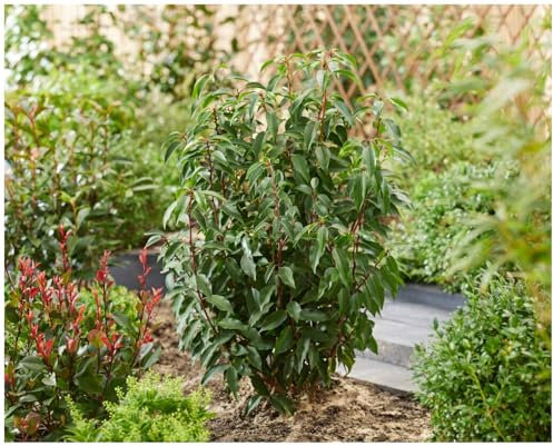 Stauden Gänge 10 x Prunus lusitanica (Gehölz/Heckenpflanze/Winterhart/Mehrjährig/Immergrün) Portugiesischer Kirschlorbeer - Robuster Sichtschutz mit mediterranem Touch