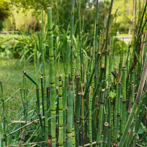 Semillas de hiemale de Equisetum, exóticas productos sustentables Las del jardín de rocas son resistentes de balcón semillas de silvestres 150pcs