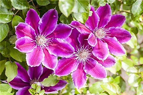Clematis Hybride 'Dr. Ruppel' Großblumige Waldrebe im Topf gewachsen (60-100cm)