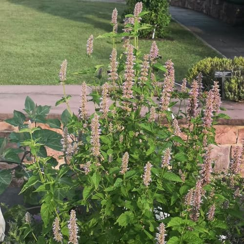 Semillas de ortiga fragante, balcón de Agastache foeniculum, semillas de jardín de raras 200pcs