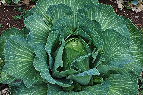 Lot de 200 Graines de Chou Coeur de Boeuf des Vertus - Ancienne Variété Française - Variété précoce et productive - Grande qualité gustative - A cuisiner cuit ou cru - Semences Reproductibles