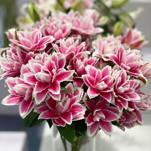 bulbos de lirio perennes resistentes - jardín exteriores 4pcs