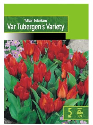 AGRONOM | TULIPANES - VAN TUBERGEN'S VARIETY | Bulbos de flores perennes | Flores Rojo | Se cultivan en jardines de flores, macetas, se plantan en céspedes en flor | Paquete de 5 bulbos de flores