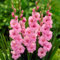 Bulbos de gladiolos Bulbos resistentes al frío Fáciles de cuidar Foco de jardín Crea una hermosa torre de flores-15 bulbs-d