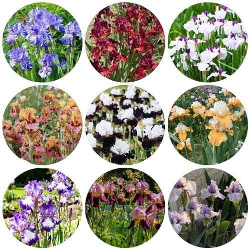 Bulbi di iris perenni resistenti - decorazione rare esterno, giardino in vaso 4pcs