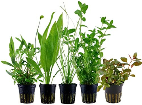 AquaOne Aquarium Pflanzen I 5X Wasserpflanzen I Hintergrund Aquarienpflanzen I Ludwigia Echinodorus Bacopa Hygrophila Cyperus I Set mit 5 Hintergrundpflanzen