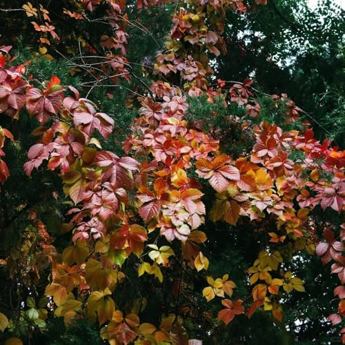 wilder wein pflanze samen - garten steingartenpflanzen winterhart blumenwiese mehrjährig kletterpflanze blumen mehrjährig winterhart blumengarten gartenblumen pflanzen exotische 15pcs