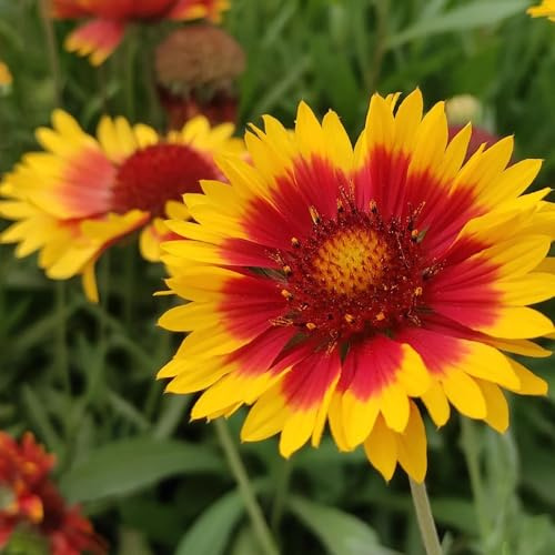 Semillas de Gaillardia pulchella, de manta perenne resistente semillas para camas elevadas semillas de decoración 100pcs