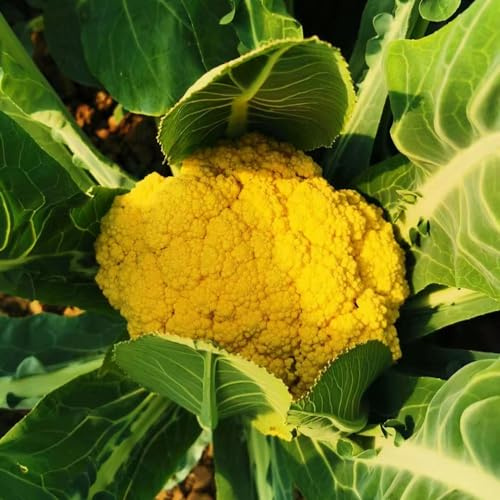 Semi di cavolfiore - semi di sostenibili giardino sul balcone resistenti per giardini rocciosi resistenti esotico aromatiche da giardino vecchie 50pcs