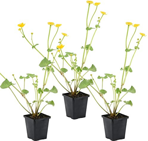 Bloomique - Set de 3 - Caltha palustris - Calta palustre - Plantas de estanque - Resistente al frío - Altura 15-25 cm - Maceta 9 cm