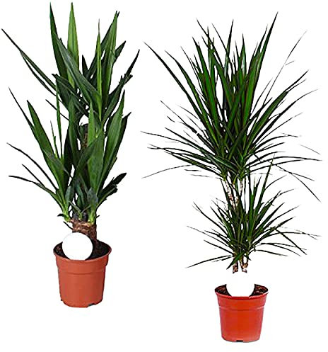 Planta de interior de 2 plantas Yucca + Dracaena Marginata | Altura de entrega: 70-85 cm | 2 macetas de 17 cm de diámetro